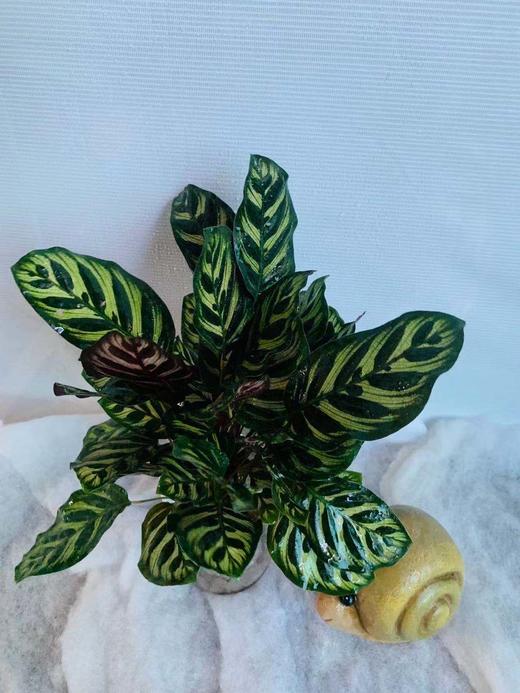 水培孔雀竹芋 商品图0