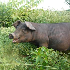 丨有机丨黑山猪 猪肉 散养在大山里的跑山猪 前腿，后腿，五花，肋排，通排 一正有机