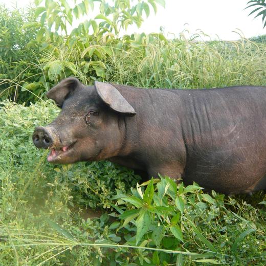 丨有机丨黑山猪 猪肉 散养在大山里的跑山猪 前腿，后腿，五花，肋排，通排 一正有机 商品图0