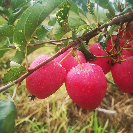 香妃海棠果 商品图3