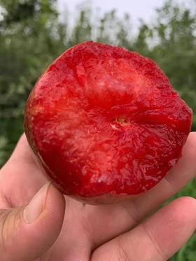 ️新疆玫瑰恐龙蛋  脆甜多汁