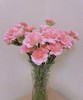 【国产康乃馨】理想粉（粉钻） 18-20支/扎 商品缩略图4