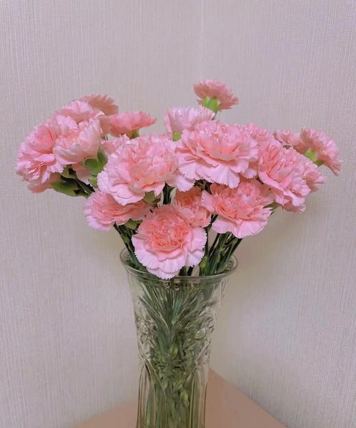 【国产康乃馨】理想粉（粉钻） 18-20支/扎 商品图4