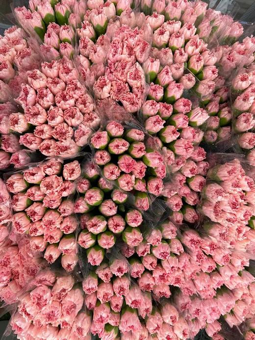 【国产康乃馨】理想粉（粉钻） 18-20支/扎 商品图7