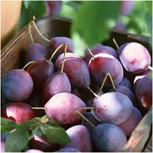 新疆伽师西梅 商品图1