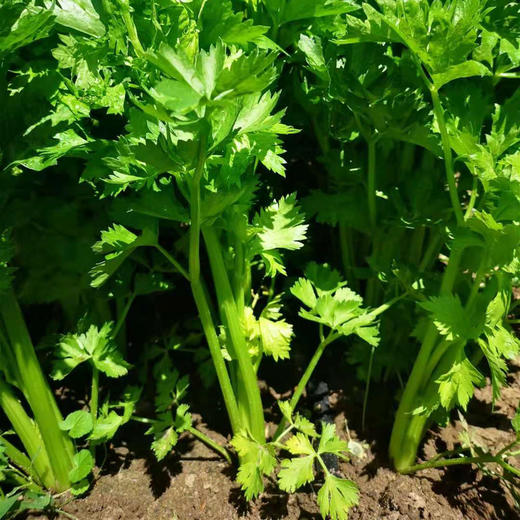 生态西芹 | 合作生产*Eco- celery | Coproducted 商品图0