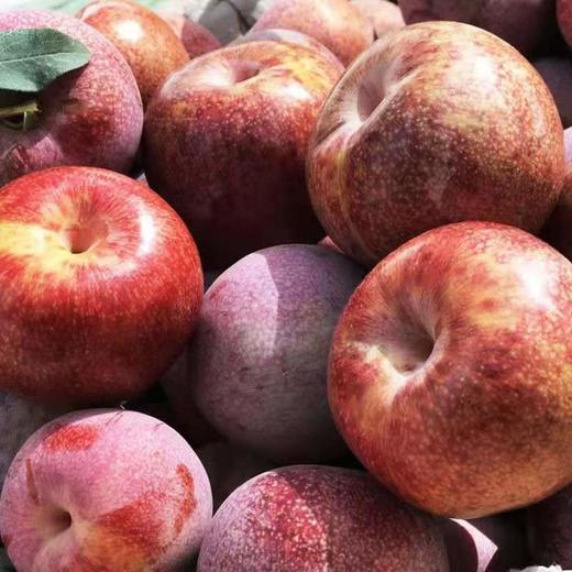 龟兹龙珠-新疆杏李 商品图4