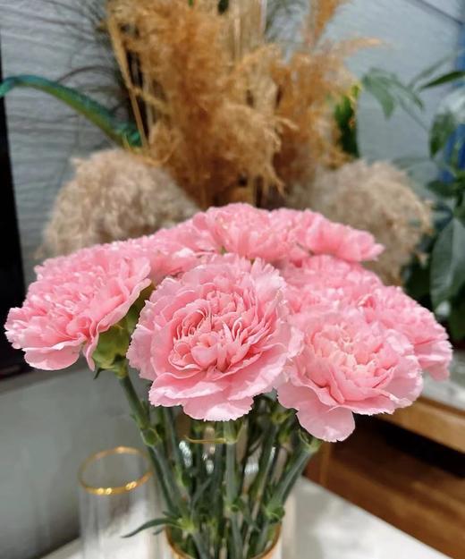 【国产康乃馨】理想粉（粉钻） 18-20支/扎 商品图2