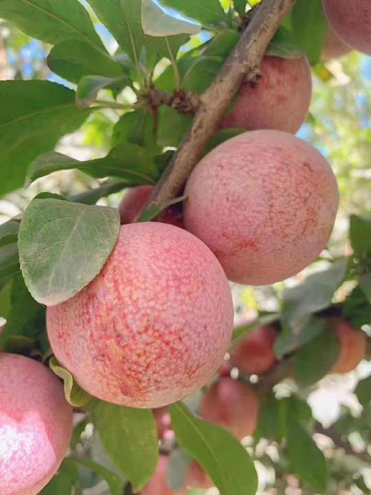 ️新疆玫瑰恐龙蛋  脆甜多汁 商品图1