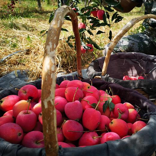 香妃海棠果 商品图1