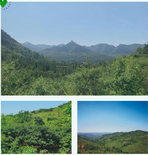 丨有机丨黑山猪 猪肉 散养在大山里的跑山猪 前腿，后腿，五花，肋排，通排 一正有机 商品图2