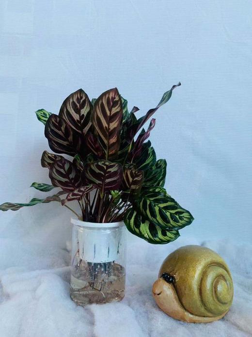 水培孔雀竹芋 商品图1