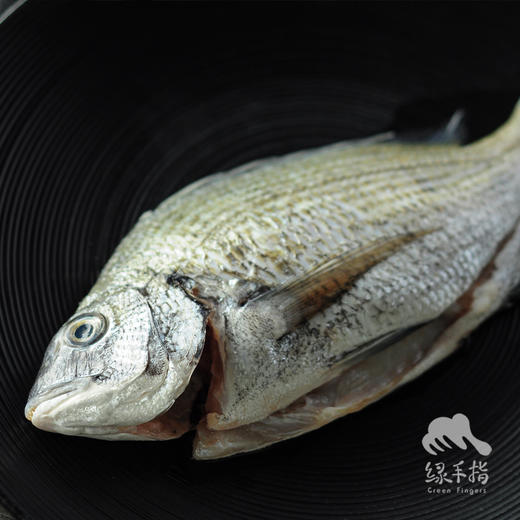 野生东山岛海钓黑鲷鱼 （海钓鱼，嘴里可能有鱼钩，大家注意！！介意慎拍）| 合作生产 * Wild Dongshan Island Black snapper | Coproduction 商品图2