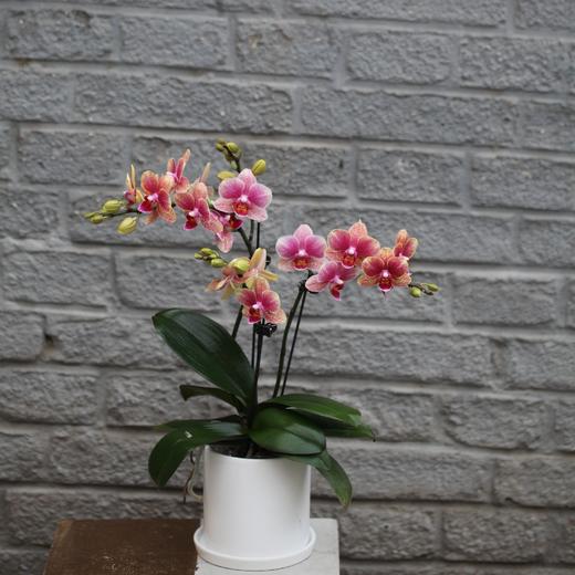 【教师节】兰花 商品图1