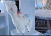 雪山的来客/500版-吴琼 商品缩略图2