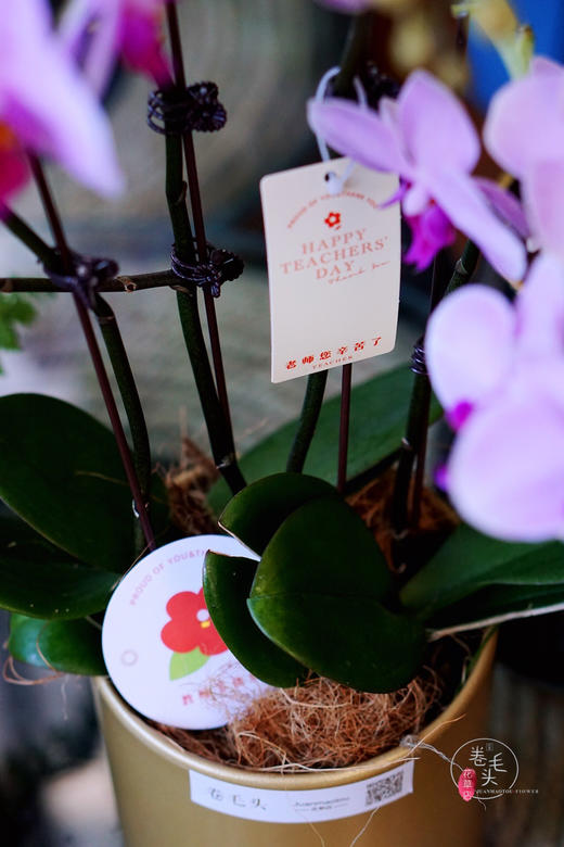 【2021.教师节】樱花蝴蝶兰盆栽 99 商品图1