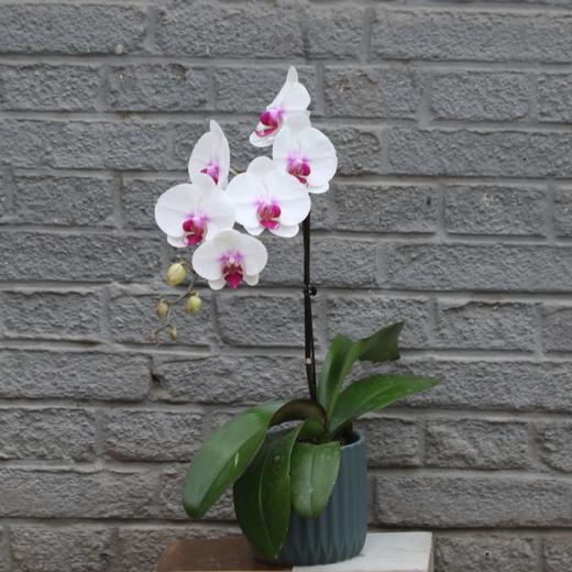 【教师节】兰花 商品图0