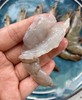 【2025新六批】蓝色大海的传说，被誉为“地球中心”虾界中的“白富美”【青岛大虾.厄瓜多尔白虾】 商品缩略图0