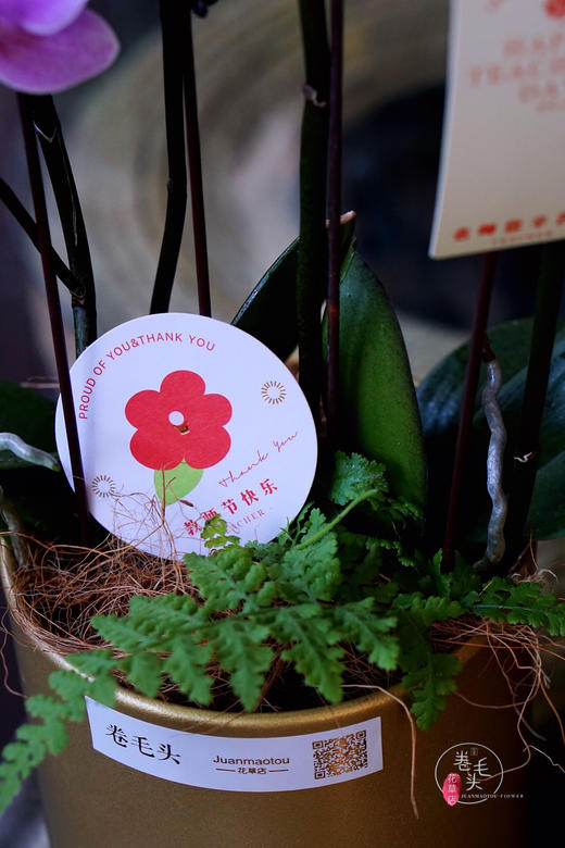 【2021.教师节】樱花蝴蝶兰盆栽 99 商品图5