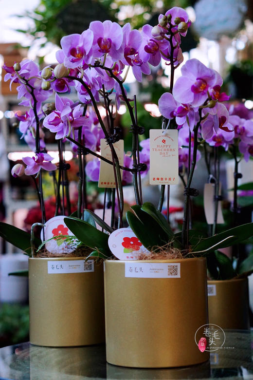 【2021.教师节】樱花蝴蝶兰盆栽 99 商品图3