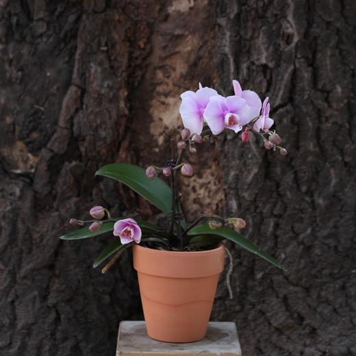 【教师节】兰花 商品图2