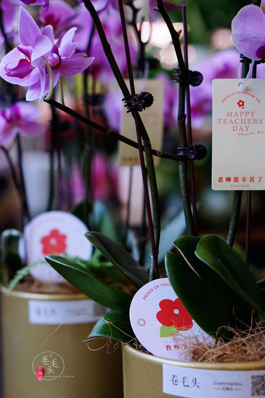 【2021.教师节】樱花蝴蝶兰盆栽 99 商品图6