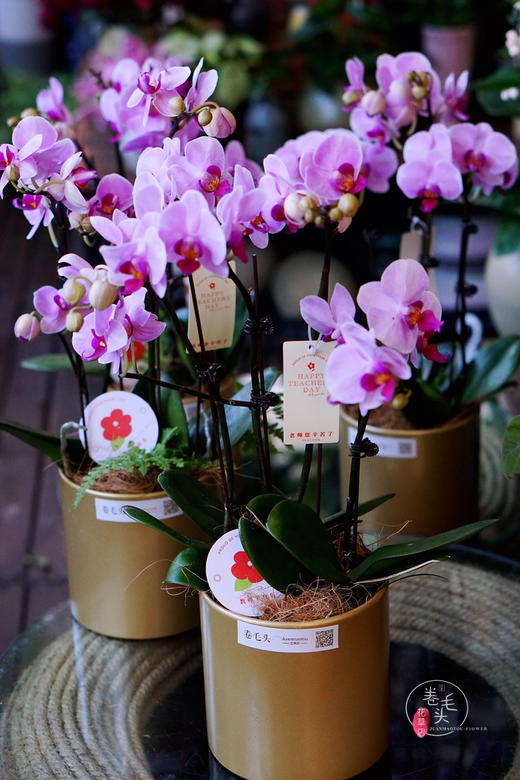 【2021.教师节】樱花蝴蝶兰盆栽 99 商品图0