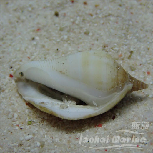 玉环凤凰螺 商品图5