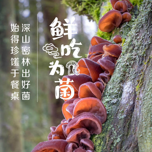 菌香传奇牌野生黑木耳90g/盒 商品图1