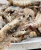 【2025新六批】蓝色大海的传说，被誉为“地球中心”虾界中的“白富美”【青岛大虾.厄瓜多尔白虾】 商品缩略图1