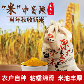 内蒙古特产毛毛谷小米