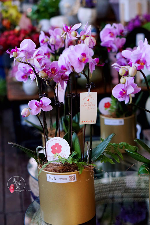 【2021.教师节】樱花蝴蝶兰盆栽 99 商品图2