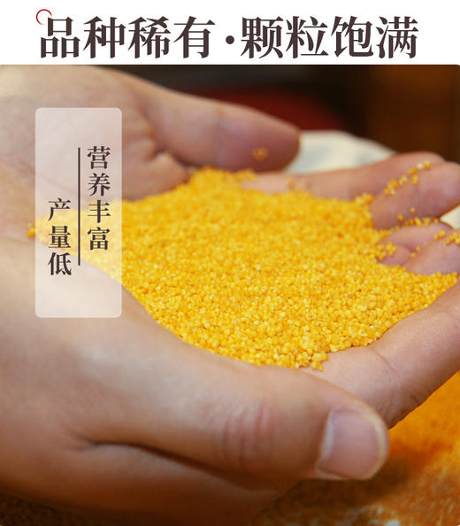 内蒙古特产毛毛谷小米 商品图3