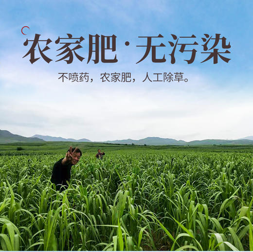 内蒙古特产毛毛谷小米 商品图1