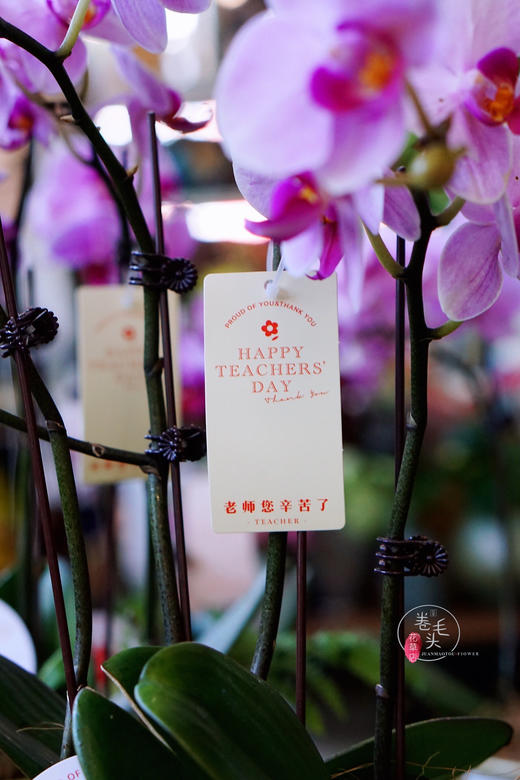 【2021.教师节】樱花蝴蝶兰盆栽 99 商品图7