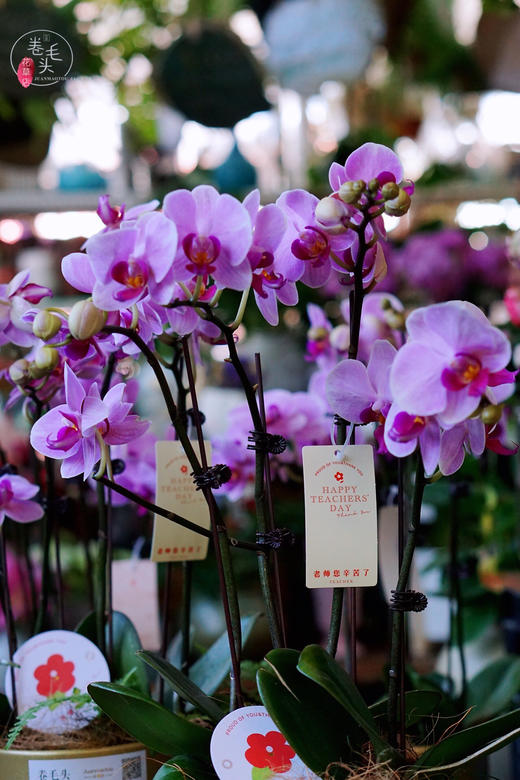 【2021.教师节】樱花蝴蝶兰盆栽 99 商品图4