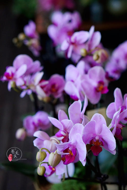 【2021.教师节】樱花蝴蝶兰盆栽 99 商品图8