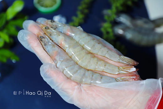 【2025新六批】蓝色大海的传说，被誉为“地球中心”虾界中的“白富美”【青岛大虾.厄瓜多尔白虾】 商品图5