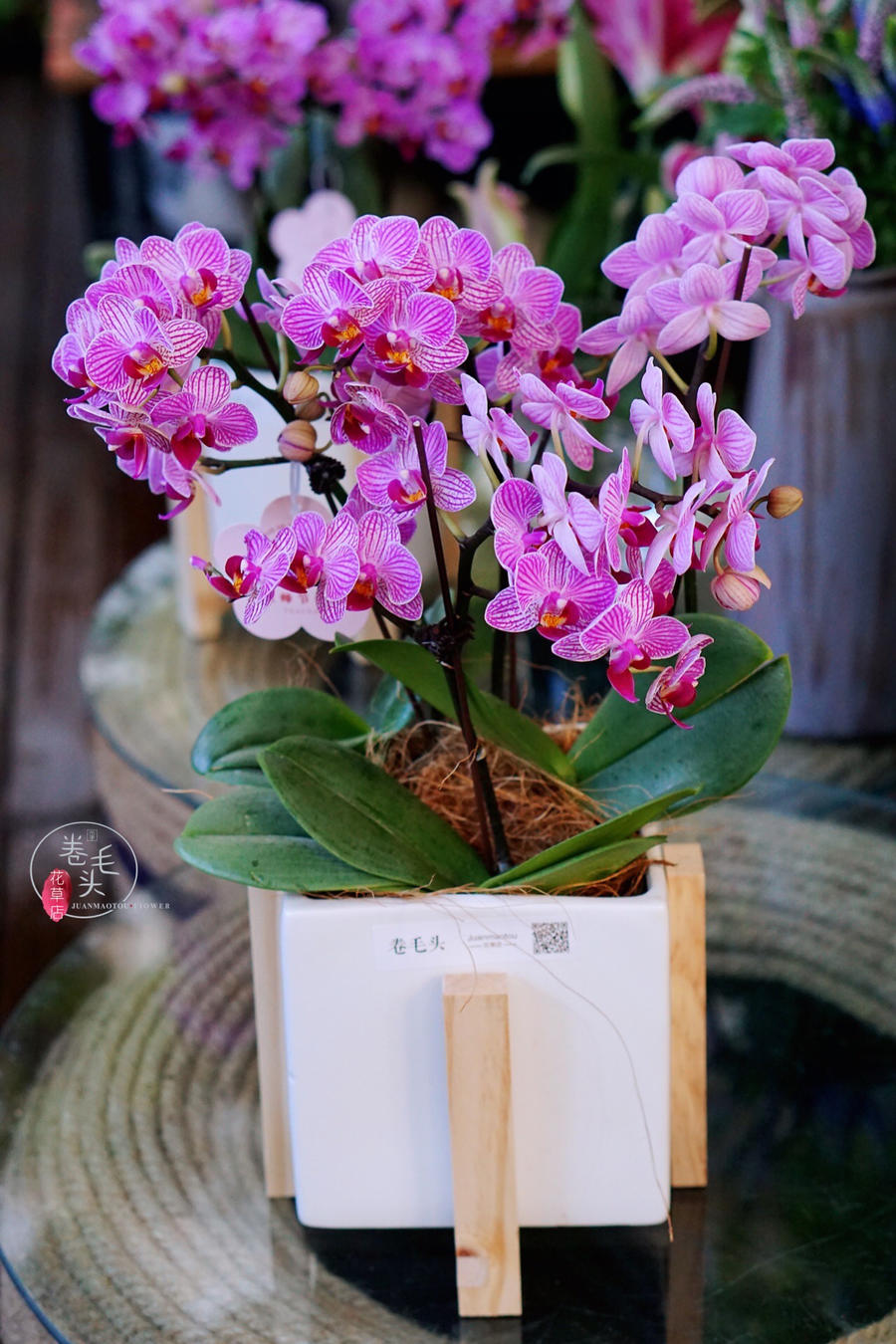 【2021.教师节】粉樱花蝴蝶兰盆栽139