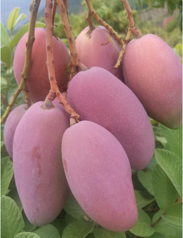 厚道缘有机芒果 商品图1