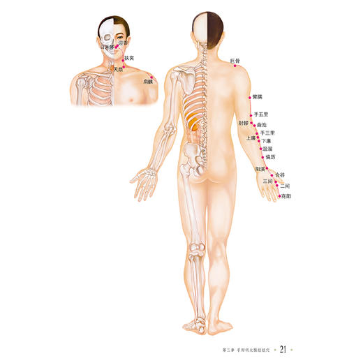 经络穴位标准图册 商品图4