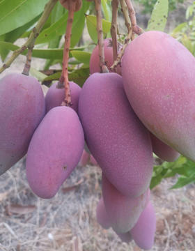 厚道缘有机芒果