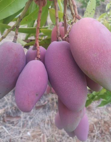 厚道缘有机芒果 商品图0