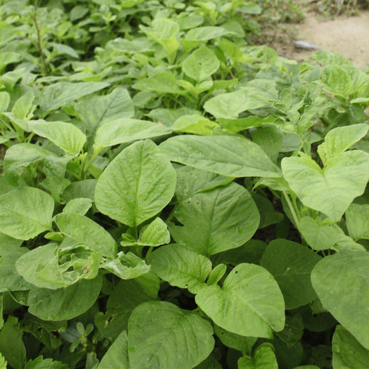 生态苋菜 | 绿家自产*Eco-amaranth | Self-production 商品图1