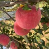 洛川苹果 4.5斤装 （红富士） 商品缩略图7