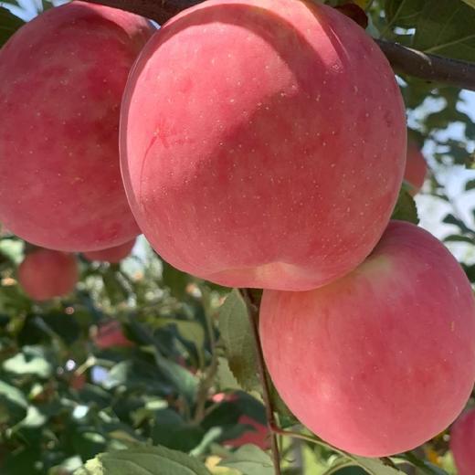 洛川苹果 约7斤 12颗 （24－72小时发货）礼盒装 商品图2