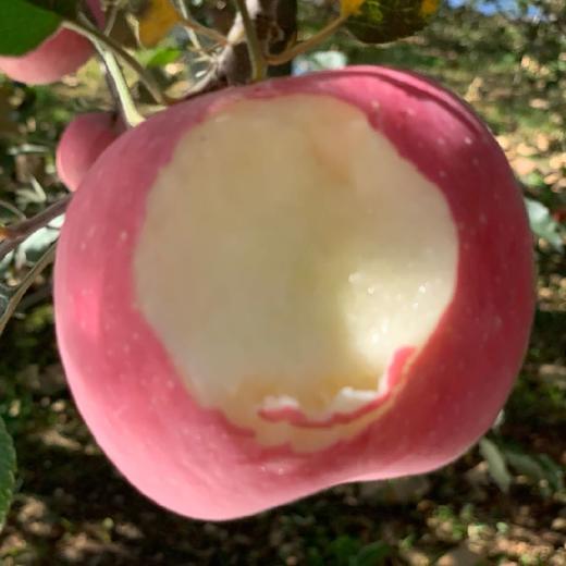 洛川苹果 约7斤 12颗 （24－72小时发货）礼盒装 商品图12