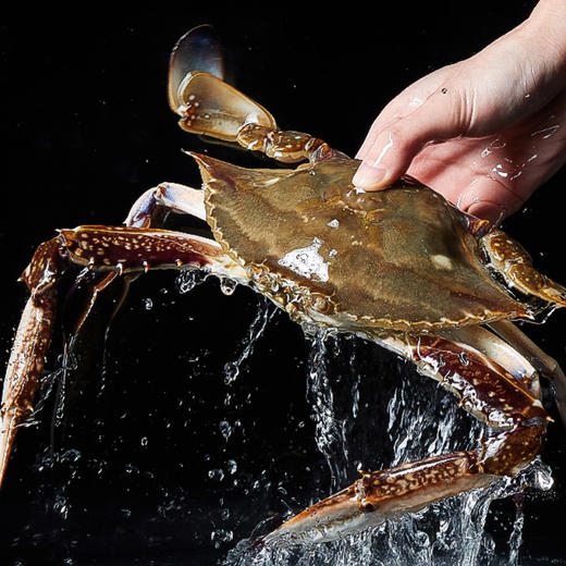 舟山梭子蟹（4kg/箱）  约15-20只（冷冻产品不建议清蒸） 商品图0