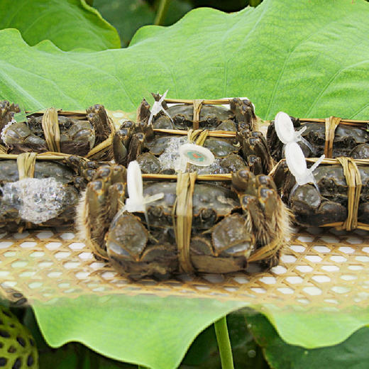 蟹园阳澄湖大闸蟹礼券1988型（公蟹4.5两4只，母蟹3.5两4只） 商品图2