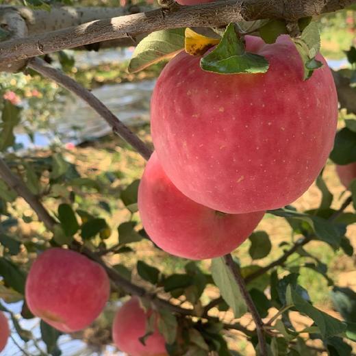 洛川苹果 约7斤 12颗 （24－72小时发货）礼盒装 商品图3